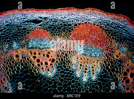 Helianthus stem. Light micrograph (LM) of the stem of a perennial ...