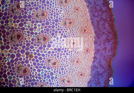 Light Micrograph (LM) of a transverse section of a stem of a Butcher's broom (Ruscus aculeatus), magnification x150 Stock Photo