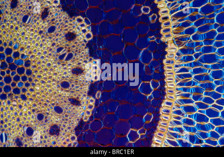 Light Micrograph (LM) of a transverse section of an aerial root of Orchid (Dendrobium sp.), magnification x600 Stock Photo