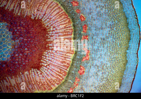 Light Micrograph (LM) of a tranverse section of a stem of a Common (European) Ash tree (Fraxinus excelsior), magnification x30 Stock Photo