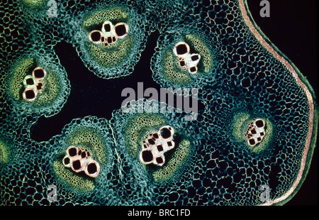 Light Micrograph (LM) of a transverse section of a stem of a Marrow (Cucurbita sp.), magnification x12 Stock Photo