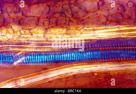 Light Micrograph (LM) of a longitudinal section of stem showing xylem elements of Crown of Thorns, magnification x1200 Stock Photo
