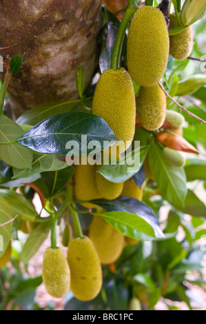 Durians (Durio zibethinus)) hanging on tree, ChuChi, Vietnam, Indochina Stock Photo