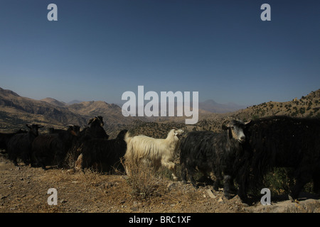 A herd of goats walk in the Qandil mountains a mountainous area of Iraqi Kurdistan near the Iraq-Iran border. The region belongs to the Zagros mountain range and is difficult to access, with extremely rugged terrain. Stock Photo