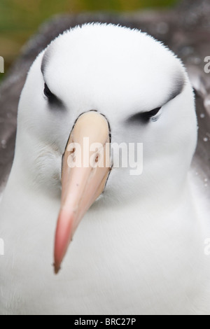 Black-browed albatross has a 79-94' wingspan and a natural lifespan exceeding 70 years. Westpoint Island, Falkland Islands Stock Photo