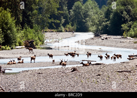 herd of elk taking a refreshing pause in sparkling waters of Hoh River with distant hikers Hoh Rain Forest Olympic National Park Stock Photo