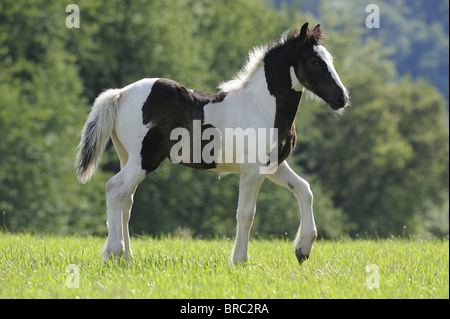 Gypsy Vanner Horse (Equus ferus caballus), foal trotting on a meadow. Stock Photo