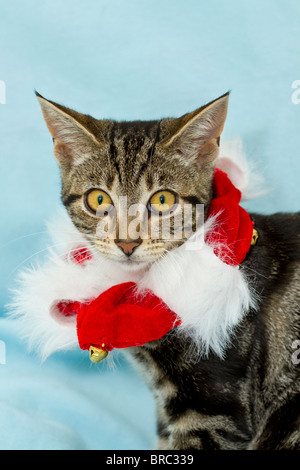 Cute Mackerel Tabby kitten (Felis catus) wearing Christmas collar and a bewildered expression on her face while looking directly at the camera Stock Photo