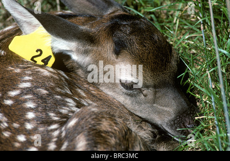 Farmed red deer calf lying waiting for its mother Stock Photo