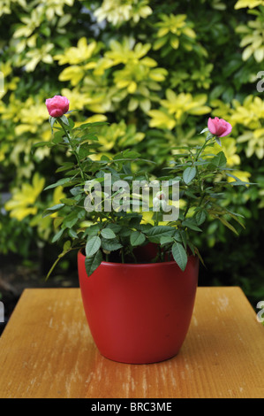 Pink miniature rose in red flowerpot Stock Photo