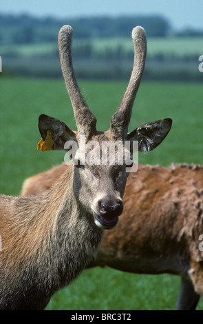 A young red deer (Cervus elaphus) stag with unpointed felt covered antlers looking at the camera Stock Photo