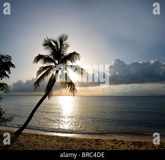 Silhouette Of Lone Palm Tree At Sunset, Vieques Puerto Rico Stock Photo