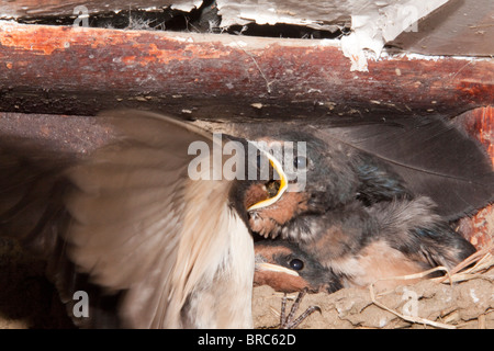Barn Swallow ('Hirundo rustica') fledgling, in nest under roof. Young being fed by adult, open beak 105197 Swallows Stock Photo