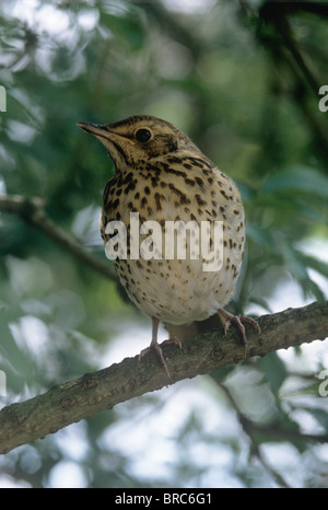 Song thrush (Turdus philomelos) on the branch of a tree Stock Photo