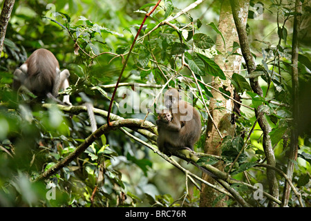 Agile Mangabey (Cercocebus agilis), Dzanga-Ndoki National Park, Central African Republic, Africa Stock Photo