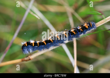 Caterpillar at the island Runde, Møre og Romsdal, on the west coast of Norway. Stock Photo
