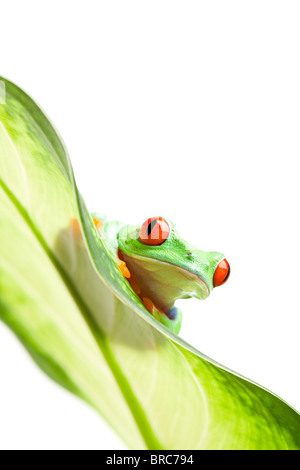 frog on a leaf - red-eyed tree frog (Agalychnis callidryas) isolated on white Stock Photo
