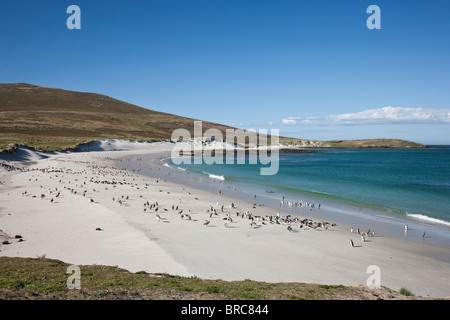 Beautiful beach, on the southern tip of Carcass Island,  Gentoo and Magellanic penguins coming and going to sea, Falkland Is Stock Photo