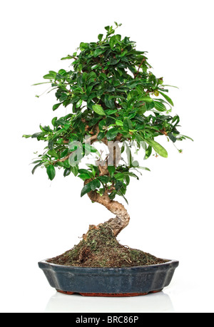 classic bonsai plant in a pot isolated on white Stock Photo - Alamy