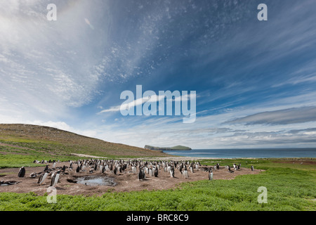 Carcass Island, with gentoo and Magellanic penguins, New Island, Falkland Islands. Stock Photo