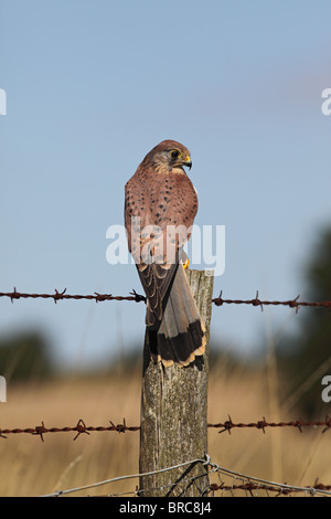 Kestrel ( Falco tinnunculus ) male on fence post Stock Photo