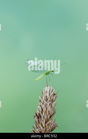Green lacewing ( Chrysopa sp ) taking off Stock Photo - Alamy