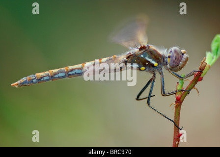 Image of a perched dragonfly showing great detail and color. Stock Photo