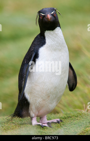 Western rockhopper penguin, Eudyptes chrysocome, Westpoint Island, Falkland Islands, United Kingdom Stock Photo