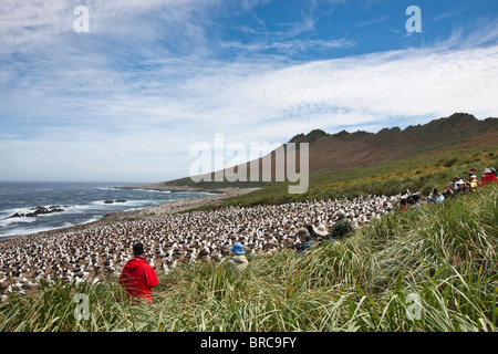 Photographers at a Black-browed albatross colony. Steeple Jason Island, Falkland Islands Stock Photo