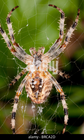 Female Garden Spider, Araneus diadematus from below Stock Photo