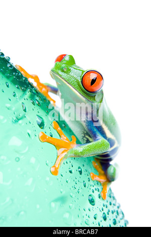 red-eyed tree frog on a water bottle with water droplets, closeup isolated on white Stock Photo