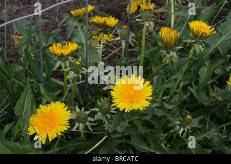 Dandelion Plant in Bloom -  Lawn Weeds Stock Photo