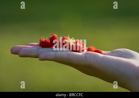 A handful of tasty wild strawberries freshly picked. Stock Photo