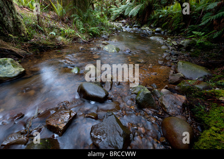 Badger Creek Victoria Australia runs though a rain forest and supplies water to the local community. Stock Photo