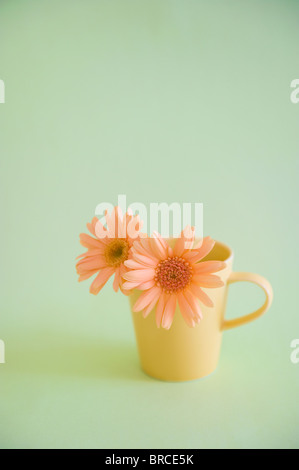 Gerbera daisy in a Mug Stock Photo