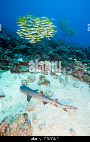 White tip reef shark, Triaenodon obesus, Cocos Islands, Pacific Stock Photo