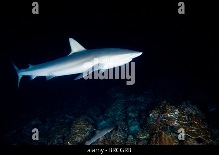 Galapagos shark, Carcharhinus galapagensis,Manuelita, Cocos Island, East Pacific Ocean Stock Photo
