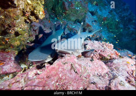White tip reef sharks, Triaenodon obesus,, Cocos Islands, Pacific Stock Photo