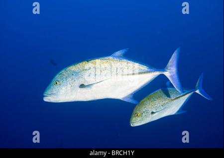 Bluefin Trevally Caranx melampygus, Cocos Island, Costa Rica, East Pacific Ocean Stock Photo