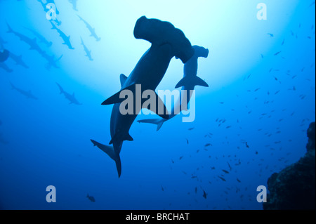 scalloped hammerhead sharks, Sphyrna lewini, Cocos Island, Costa Rica, East Pacific Ocean Stock Photo