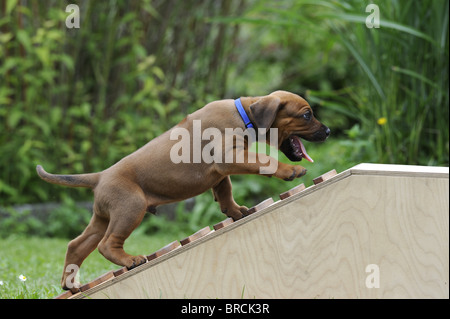Rhodesian Ridgeback (Canis lupus familiaris). Puppy walking up a chicken ladder to reach a small platform. Stock Photo