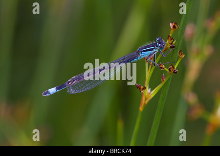 Male Blue-tailed Damselfly, Ischnura elegans, resting on Sharp-flowered Rush, Juncus acutiflorus Stock Photo