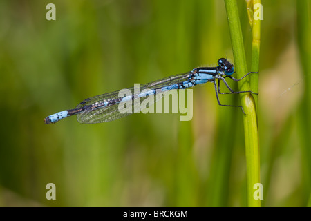 Common Blue Damselfly, Enallagma cyathigerum Stock Photo
