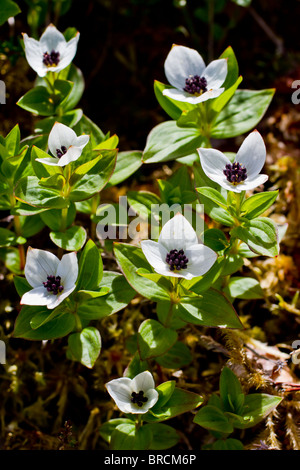 Dwarf Cornel, Cornus suecica Stock Photo