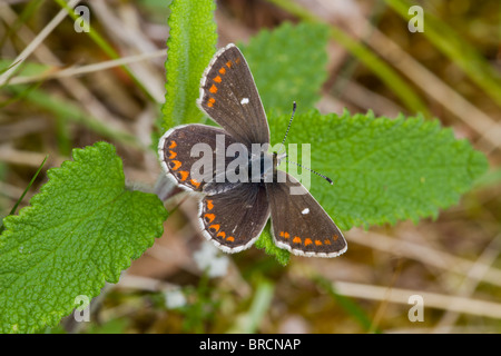 Northern Brown Argus, Aricia artaxerxes Stock Photo