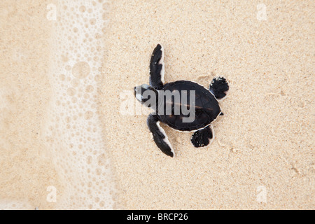 Hatchling green turtle, Chelonia mydas, making its way to the sea, Selingan Island, Sabah, Borneo Stock Photo