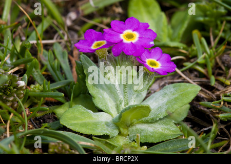 Scottish primrose, Primula scotica Stock Photo