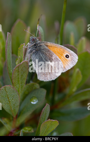 Small Heath butterfly, Coenonympha pamphilus, on Bog Myrtle, Myrica gale Stock Photo