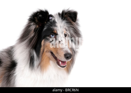 one pretty Sheltie dog headshot portrait over white Stock Photo