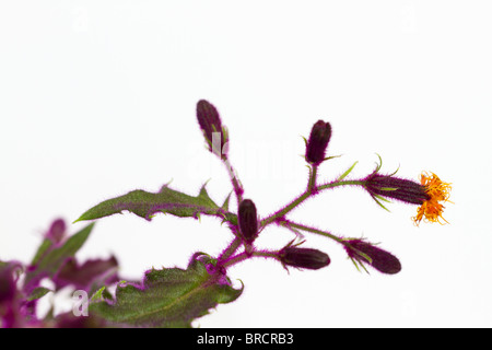 Purple Passion Houseplant (Gynura aurantiaca) coming into flower Stock Photo